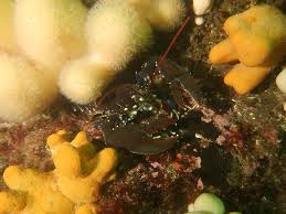 Image result for Belper Sub Aqua