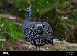 Attēlu rezultāti vaicājumam “Numida meleagris”