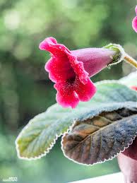 Image result for Sinningia