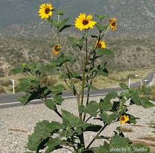 Image result for Helianthus annuus