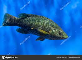 Image result for Labrus bergylta