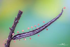 Attēlu rezultāti vaicājumam “Lycogala cf. oleocrystalliferum spores”