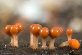 Attēlu rezultāti vaicājumam “Trichia decipiens”