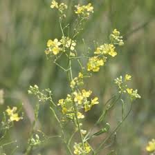 Attēlu rezultāti vaicājumam “Sisymbrium volgense flower”