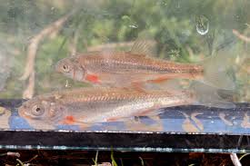 Image result for Mylopharodon conocephalus