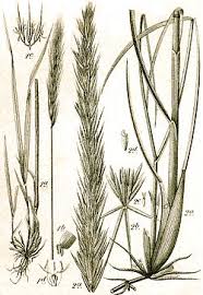 Attēlu rezultāti vaicājumam “Hordelymus europaeus”