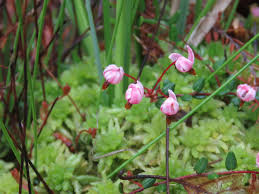 Attēlu rezultāti vaicājumam “Oxycoccus microcarpus leaf”