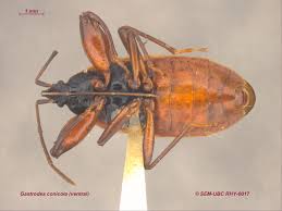 Attēlu rezultāti vaicājumam “Gastrodes grossipes”