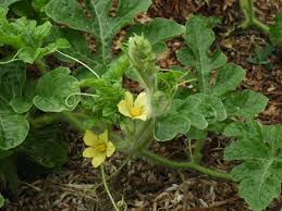 Attēlu rezultāti vaicājumam “Citrullus lanatus leaf”
