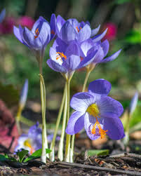 Attēlu rezultāti vaicājumam “Crocus speciosus”