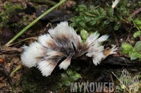 Attēlu rezultāti vaicājumam “Thelephora penicillata”