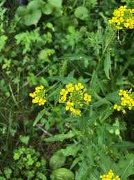 Attēlu rezultāti vaicājumam “Sisymbrium loeselii”