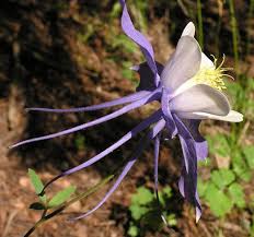 Image result for Aquilegia