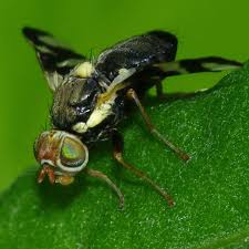 Attēlu rezultāti vaicājumam “Urophora cardui”