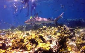 Image result for Looe Diving Club