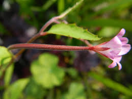 Attēlu rezultāti vaicājumam “Epilobium montanum flower”