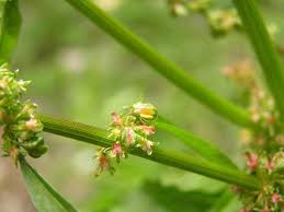 Attēlu rezultāti vaicājumam “Rumex obtusifolius flower”