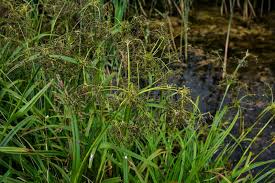 Attēlu rezultāti vaicājumam “Scirpus sylvaticus leaf”