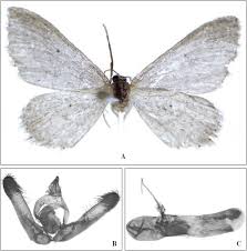 Attēlu rezultāti vaicājumam “Idaea sylvestraria”