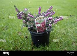 Attēlu rezultāti vaicājumam “Erica x darleyensis”