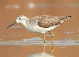 Attēlu rezultāti vaicājumam “Tringa stagnatilis adult”