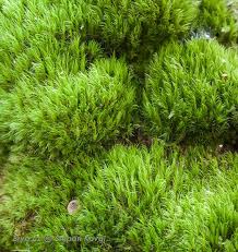 Attēlu rezultāti vaicājumam “Dicranum montanum sporophyte”