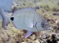 Image result for Diplodus cadenati