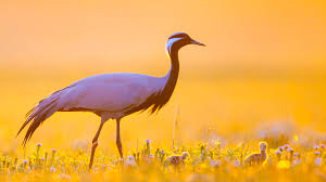 Attēlu rezultāti vaicājumam “Gruiformes”