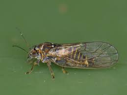 Attēlu rezultāti vaicājumam “Psylla alni”