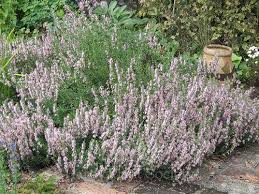 Attēlu rezultāti vaicājumam “Hyssopus officinalis flower”