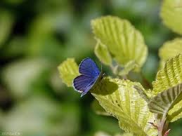 Attēlu rezultāti vaicājumam “Vacciniina optilete female”