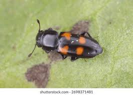 Attēlu rezultāti vaicājumam “Glischrochilus hortensis”