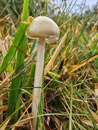 Attēlu rezultāti vaicājumam “Protostropharia alcis”