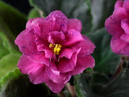 Image result for Saintpaulia ionantha Culitvar