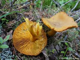 Attēlu rezultāti vaicājumam “Tricholomopsis decora”