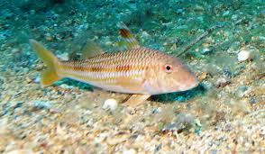 Image result for Mullus surmuletus