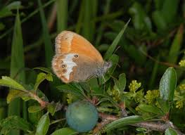 Attēlu rezultāti vaicājumam “Coenonympha arcania”