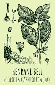 Attēlu rezultāti vaicājumam “Scopolia carniolica”