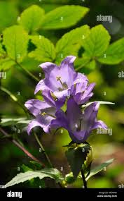 Attēlu rezultāti vaicājumam “Campanula trachelium leaf”