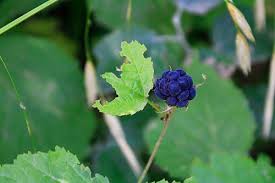 Attēlu rezultāti vaicājumam “Rubus caesius fruit”