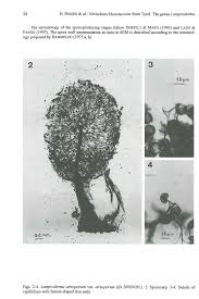 Attēlu rezultāti vaicājumam “Lamproderma ovoideum stalked”