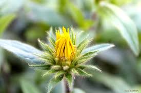 Image result for Inula hirta