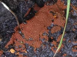 Attēlu rezultāti vaicājumam “Hemitrichia clavata”