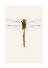 Attēlu rezultāti vaicājumam “Aeshna isoceles”