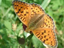 Attēlu rezultāti vaicājumam “Argynnis niobe underside”