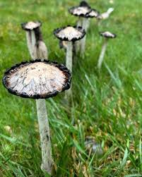 Attēlu rezultāti vaicājumam “Coprinus comatus”