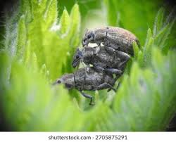 Attēlu rezultāti vaicājumam “Sitona sp.”