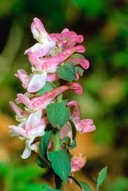 Attēlu rezultāti vaicājumam “Corydalis cava flower”