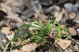 Attēlu rezultāti vaicājumam “Carex digitata”