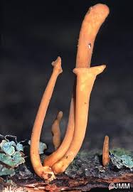 Attēlu rezultāti vaicājumam “Macrotyphula fistulosa”